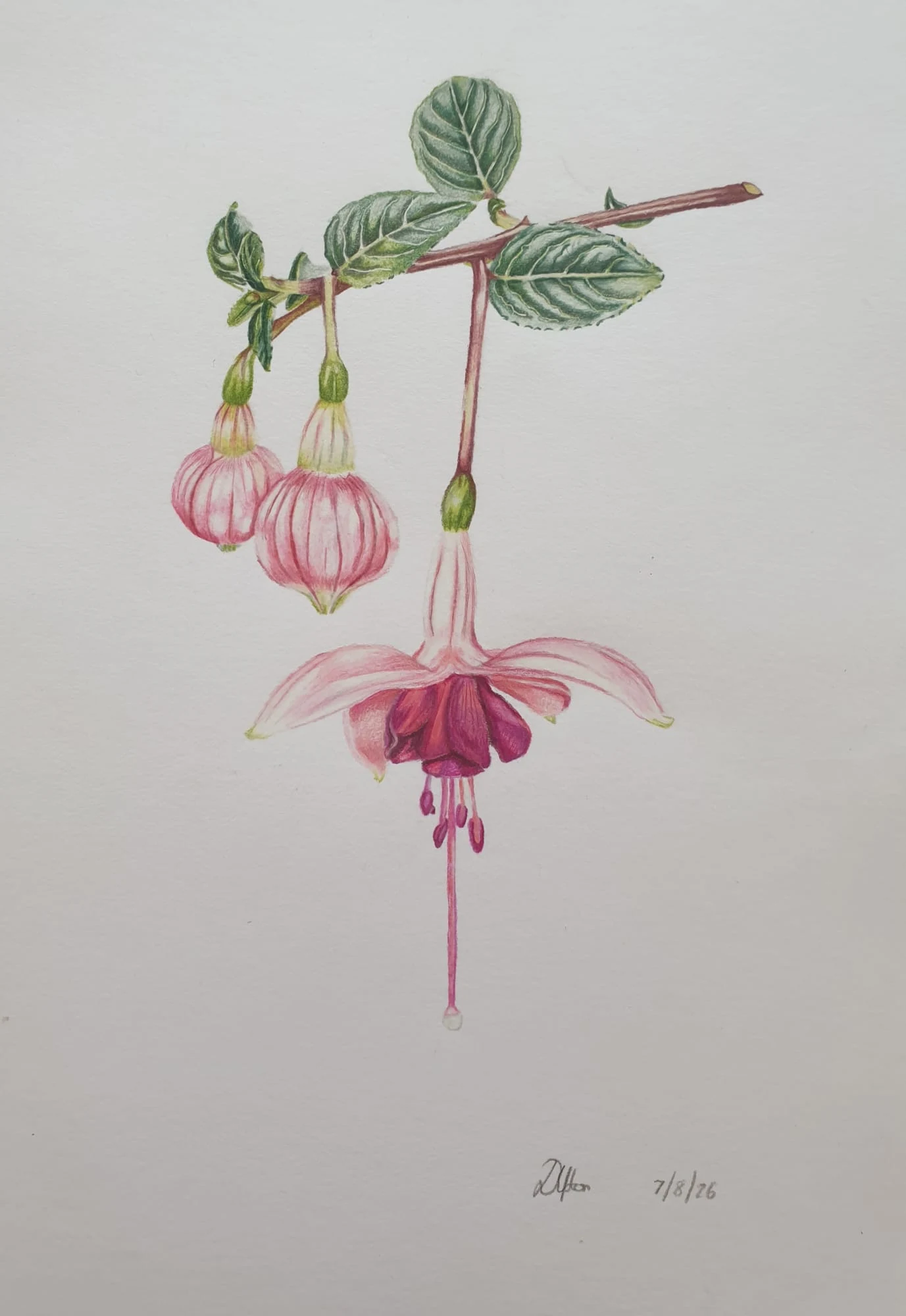 Fuschia