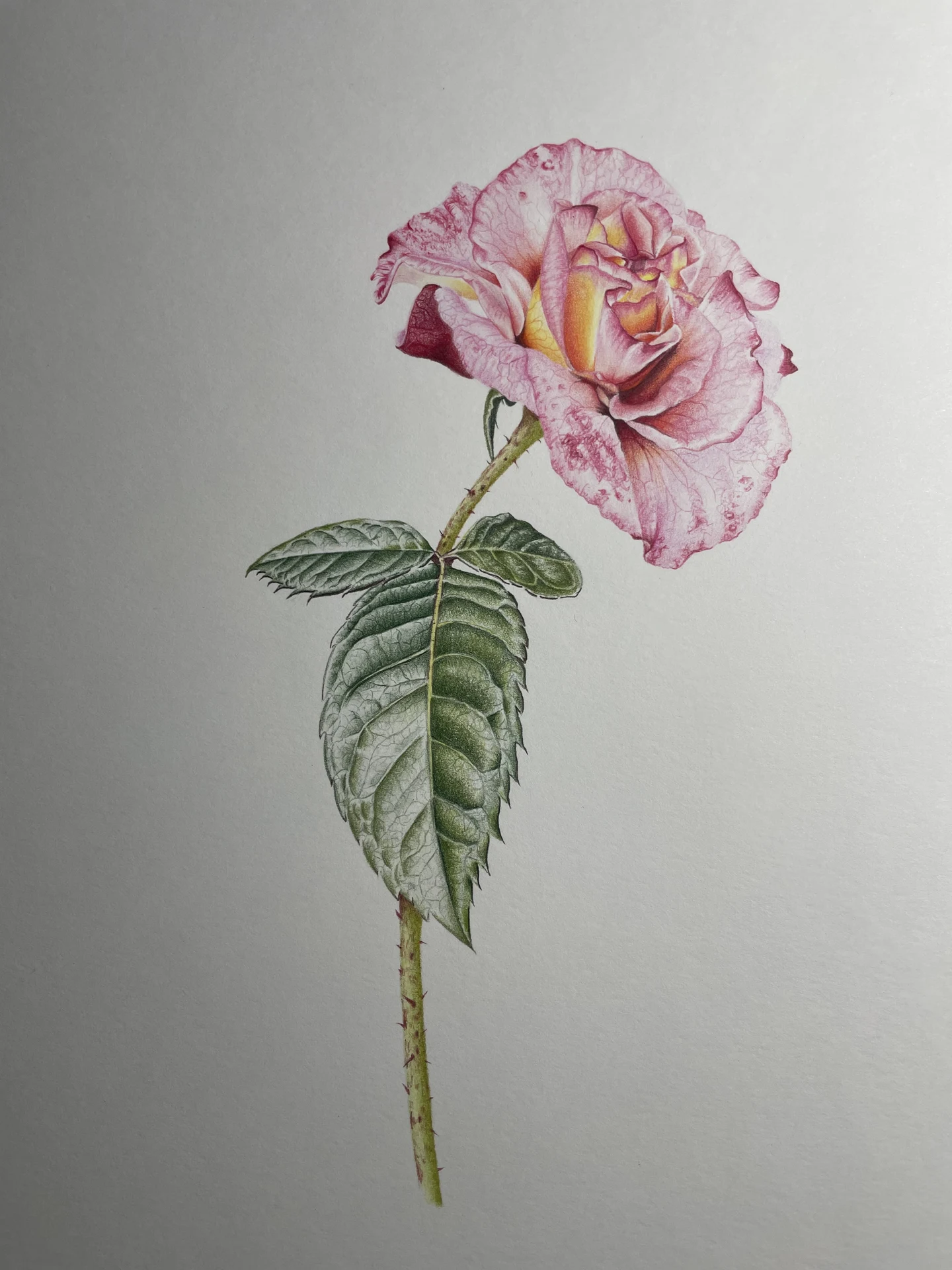 Pink rose